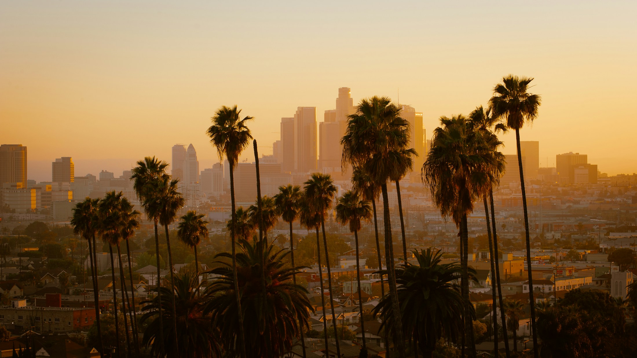 Palm trees overlooking the Los Angeles skyline at sunset
